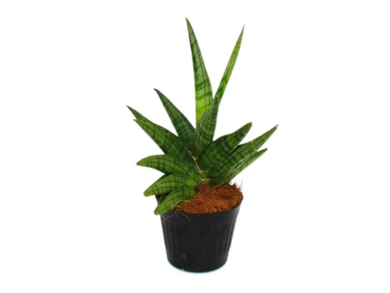 Exotenherz Sansevieria Helios Schraubenbogenhanf 11cm Topf ca. 20cm Hoch