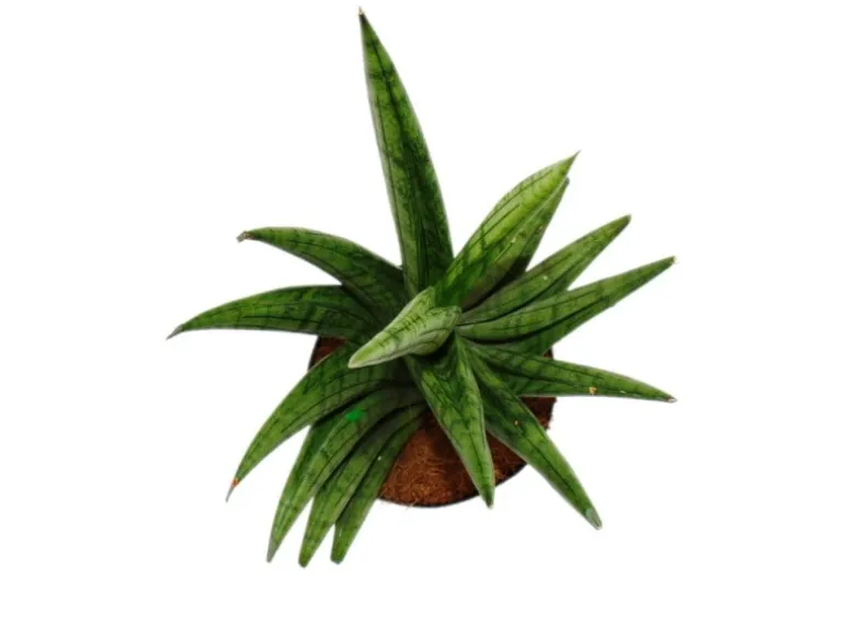 Exotenherz Sansevieria Helios Schraubenbogenhanf 11cm Topf ca. 20cm Hoch