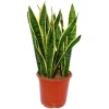 Exotenherz Sansevieria Trifasciata 19cm Topf Gesamthöhe 55-65cm Hoch