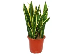 Exotenherz Sansevieria Trifasciata 19cm Topf Gesamthöhe 55-65cm Hoch