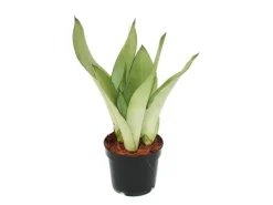 Exotenherz Sansevieria Trifasciata Moonshine Silberner Bogenhanf 12cm Topf Sukkulente