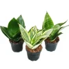 Exotenherz Sansevieria Trifaciata Hahnii 3 Verschiedene Pflanzen im 5,5cm Topf Bogenhanf Schwiegermutterzunge