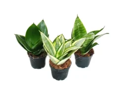 Exotenherz Sansevieria Trifaciata Hahnii 3 Verschiedene Pflanzen im 5,5cm Topf Bogenhanf Schwiegermutterzunge