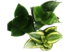 Exotenherz Sansevieria Trifaciata Hahnii 3 Verschiedene Pflanzen im 5,5cm Topf Bogenhanf Schwiegermutterzunge