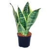Exotenherz Sansevieria Trifasciata Gelbgrüner Bogenhanf 9cm Topf