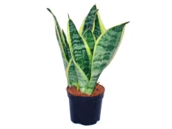 Exotenherz Sansevieria Trifasciata Gelbgrüner Bogenhanf 9cm Topf