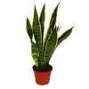 Exotenherz Sansevieria Trifasciata Bogenhanf 12cm Topf