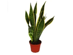 Exotenherz Sansevieria Trifasciata Bogenhanf 12cm Topf