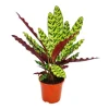 Exotenherz Schattenpflanze mit Ausgefallenem Blattmuster Calathea Lancifolia 14cm Topf ca. 50cm Hoch