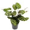 Exotenherz Schattenpflanze mit Besonderem Blattmuster Calathea Makoyana Korbmarante 14cm Topf ca. 35-40cm Hoch