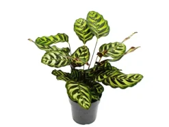 Exotenherz Schattenpflanze mit Besonderem Blattmuster Calathea Makoyana Korbmarante 14cm Topf ca. 35-40cm Hoch