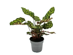 Exotenherz Schattenpflanze mit Besonderem Blattmuster Calathea Makoyana Korbmarante 14cm Topf ca. 35-40cm Hoch