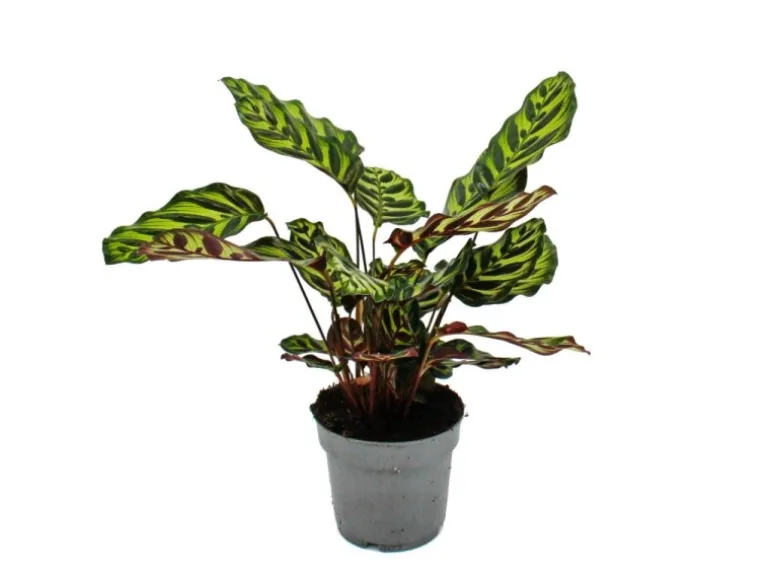 Exotenherz Schattenpflanze mit Besonderem Blattmuster Calathea Makoyana Korbmarante 14cm Topf ca. 35-40cm Hoch
