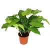 Exotenherz Schattenpflanze mit Ausgefallenem Blattmuster Calathea Musaica Network 14cm Topf ca. 40cm Hoch