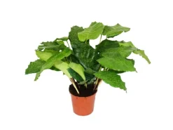 Exotenherz Schattenpflanze mit Ausgefallenem Blattmuster Calathea Musaica Network 14cm Topf ca. 40cm Hoch