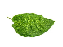 Exotenherz Schattenpflanze mit Ausgefallenem Blattmuster Calathea Musaica Network 14cm Topf ca. 40cm Hoch