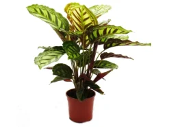 Exotenherz Schattenpflanze mit Ausgefallenem Blattmuster Calathea Roseapicta 14cm Topf ca. 50cm Hoch