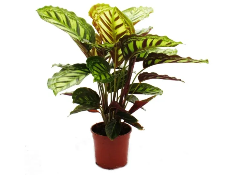 Exotenherz Schattenpflanze mit Ausgefallenem Blattmuster Calathea Roseapicta 14cm Topf ca. 50cm Hoch