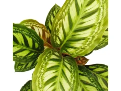 Exotenherz Schattenpflanze mit Ausgefallenem Blattmuster Calathea Roseapicta 14cm Topf ca. 50cm Hoch