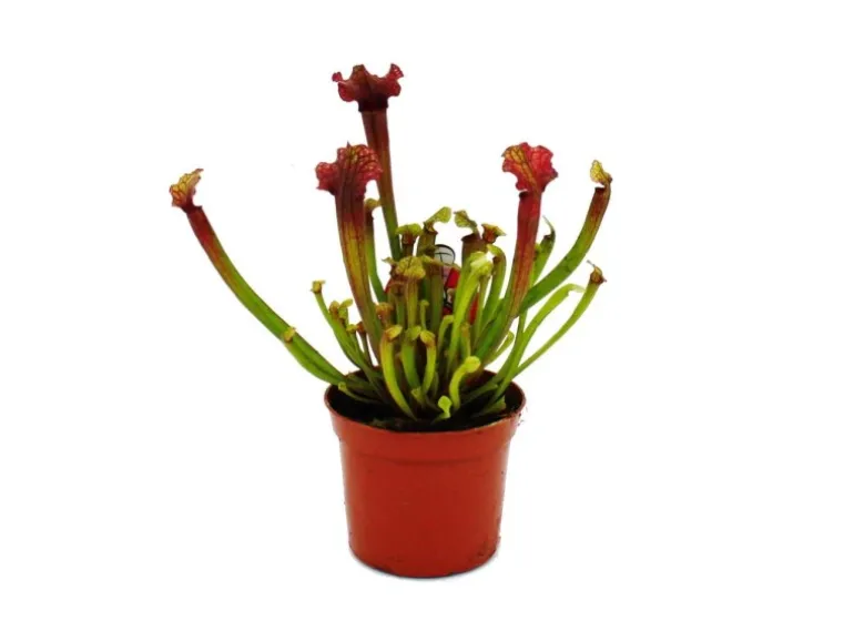 Exotenherz Schlauchpflanze Sarracenia Judith Fleischfressende Pflanze 9cm Topf