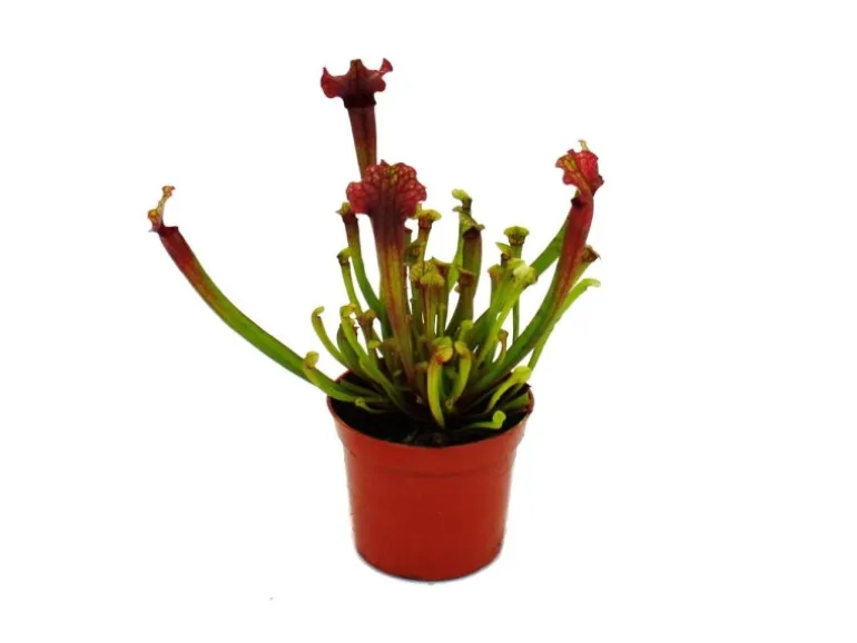 Exotenherz Schlauchpflanze Sarracenia Judith Fleischfressende Pflanze 9cm Topf