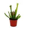 Exotenherz Schlauchpflanze Sarracenia Leucophylla Fleischfressende Pflanze 9cm Topf