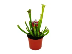 Exotenherz Schlauchpflanze Sarracenia Leucophylla Fleischfressende Pflanze 9cm Topf