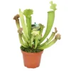 Exotenherz Schlauchpflanze Sarracenia Überraschungssorte 9cm Topf