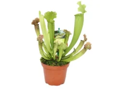 Exotenherz Schlauchpflanze Sarracenia Überraschungssorte 9cm Topf