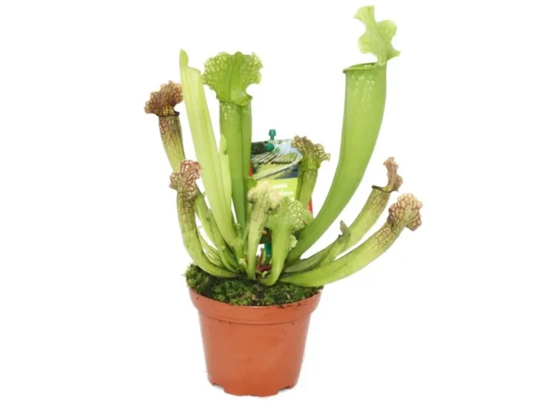 Exotenherz Schlauchpflanze Sarracenia Überraschungssorte 9cm Topf