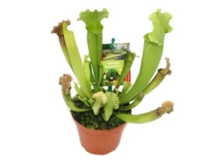 Exotenherz Schlauchpflanze Sarracenia Überraschungssorte 9cm Topf