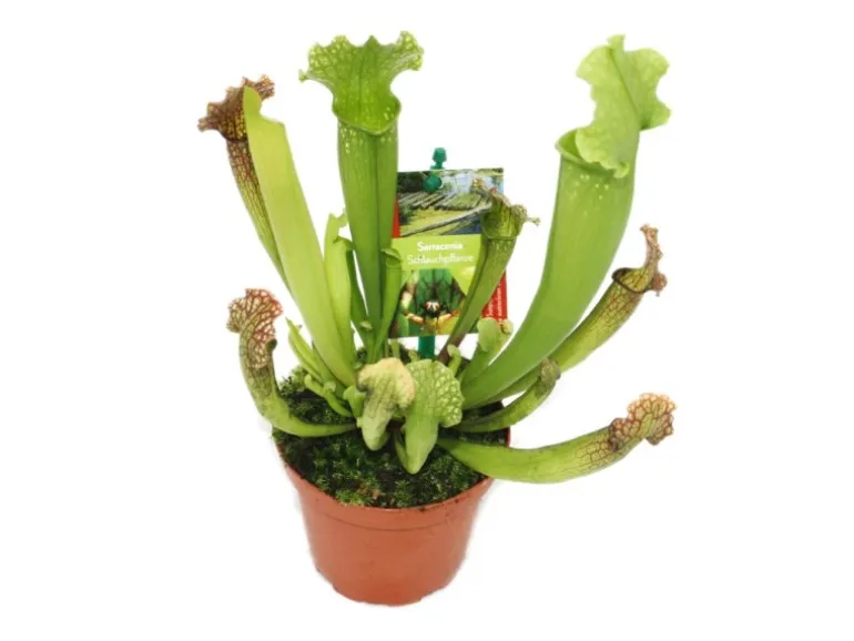 Exotenherz Schlauchpflanze Sarracenia Überraschungssorte 9cm Topf