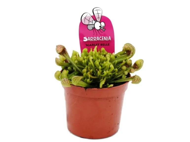 Exotenherz Schlauchpflanze Sarracenia Psittacina Hybr. Scarlett Belle Fleischfressende Pflanze 9cm Topf