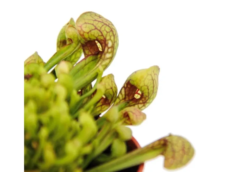 Exotenherz Schlauchpflanze Sarracenia Psittacina Hybr. Scarlett Belle Fleischfressende Pflanze 9cm Topf