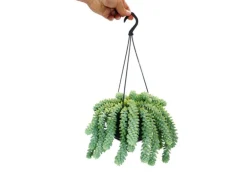 Exotenherz Sedum Morganianum 'Burrito' Affenschaukel 14cm Ampeltopf Hängende Sukkulente