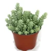 Exotenherz Sedum Morganianum Burritum Affenschaukel 12cm Topf