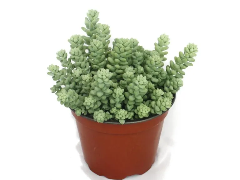 Exotenherz Sedum Morganianum Burritum Affenschaukel 12cm Topf
