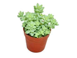 Exotenherz Sedum Morganianum Burritum Affenschaukel 5,5cm Topf