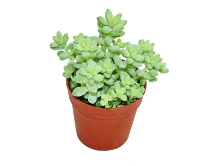 Exotenherz Sedum Morganianum Burritum Affenschaukel 5,5cm Topf