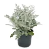 Exotenherz Senecio maritima Silberblatt Dekorative Pflanze mit silbrigem Laub 11cm Topf Set mit 12 Pflanzen