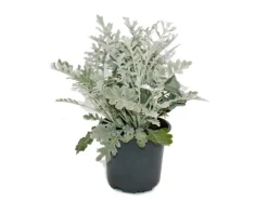 Exotenherz Senecio maritima Silberblatt Dekorative Pflanze mit silbrigem Laub 11cm Topf Set mit 12 Pflanzen