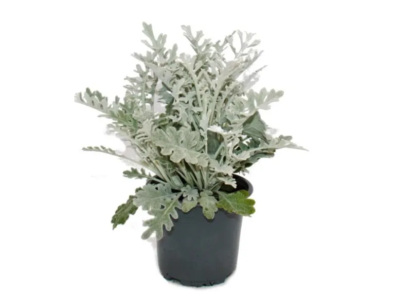 Exotenherz Senecio maritima Silberblatt Dekorative Pflanze mit silbrigem Laub 11cm Topf Set mit 12 Pflanzen