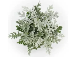 Exotenherz Senecio maritima Silberblatt Dekorative Pflanze mit silbrigem Laub 11cm Topf Set mit 12 Pflanzen