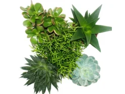 Exotenherz Set Aus 5 Verschiedenen Sukkulenten im 12cm Topf
