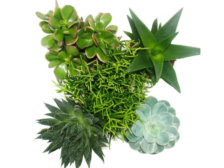 Exotenherz Set Aus 5 Verschiedenen Sukkulenten im 12cm Topf