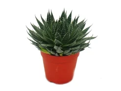 Exotenherz Set Aus 5 Verschiedenen Sukkulenten im 12cm Topf