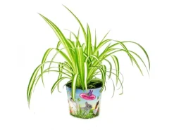 Exotenherz Set mit 3 Futterpflanzen für Heimtiere Chlorophytum Vitalfutter für Kaninchen Hamster und Meerschweinchen