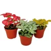 Exotenherz Set mit 3 Verschiedenfarbige Fittonia Pflanze Silbernetzblatt Mosaikpflanze 9cm Topf