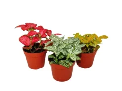 Exotenherz Set mit 3 Verschiedenfarbige Fittonia Pflanze Silbernetzblatt Mosaikpflanze 9cm Topf