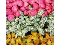 Exotenherz Set mit 3 Verschiedenfarbige Fittonia Pflanze Silbernetzblatt Mosaikpflanze 9cm Topf